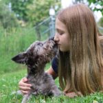 pets
